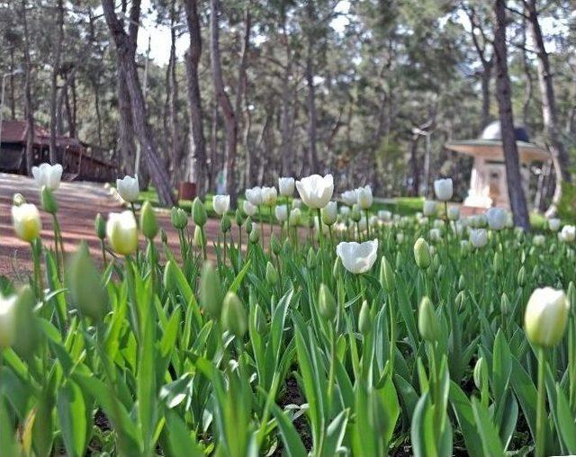 Kepez&rsquo;e 250 Bin Lale 2