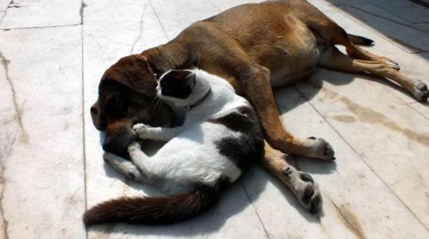 K&ouml;pek, Kedi Yavrusunu Emziriyor