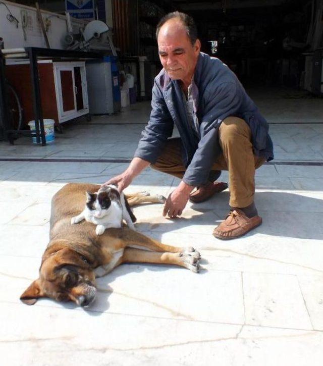 K&ouml;pek, Kedi Yavrusunu Emziriyor 1