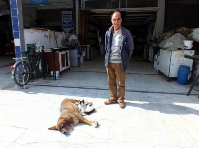 K&ouml;pek, Kedi Yavrusunu Emziriyor 2