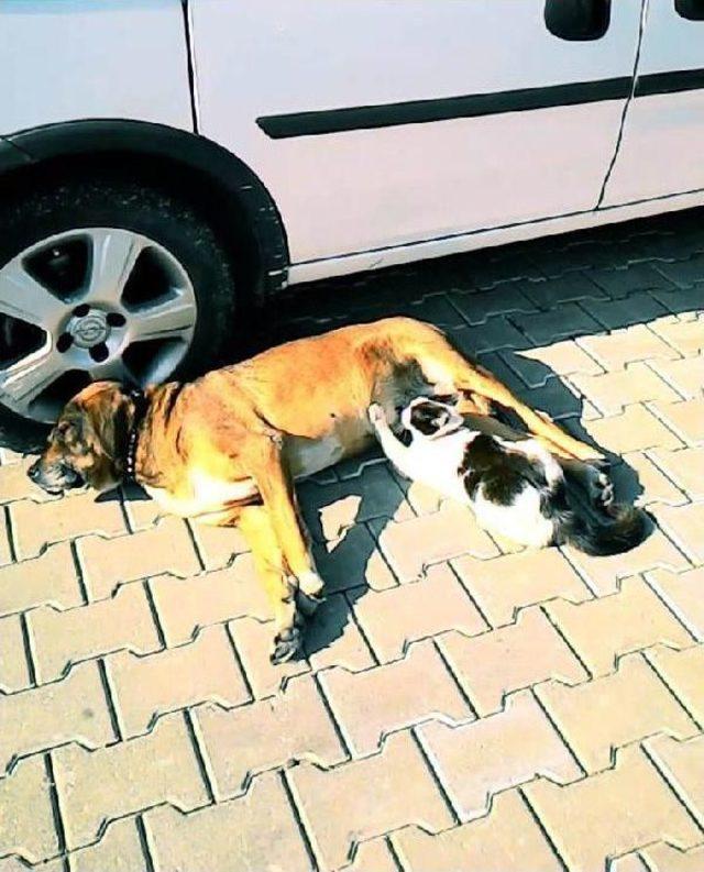 K&ouml;pek, Kedi Yavrusunu Emziriyor 3