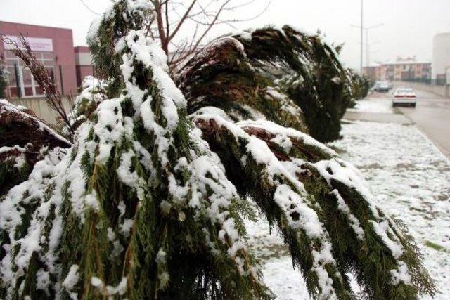 Bolu Beyaza B&uuml;r&uuml;nd&uuml; 2