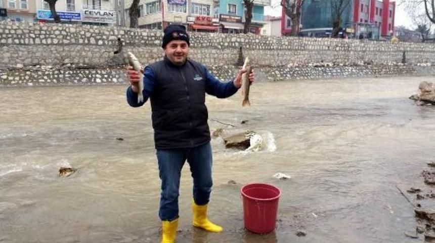 Balığın G&ouml;r&uuml;lmedi Derede Balık &Ouml;l&uuml;mleri Şaşırttı