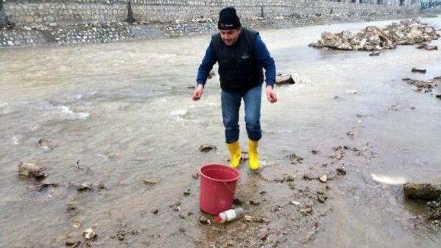 Balığın Görülmedi Derede Balık Ölümleri Şaşırttı