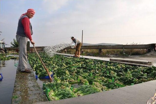 Aliağa’da Organik Tarıma Destek