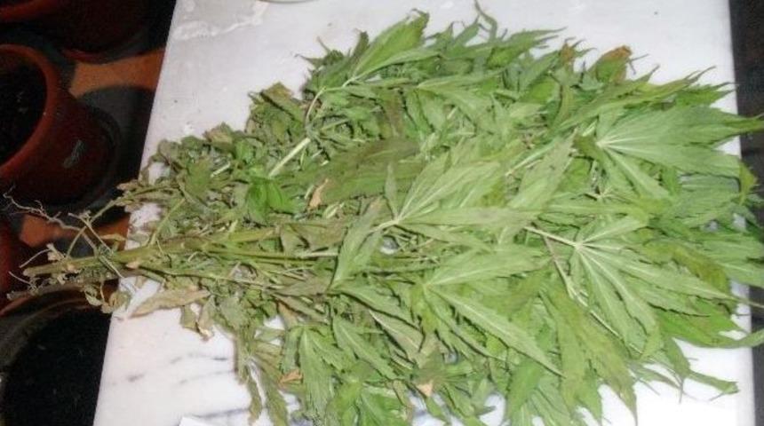 Uşak&rsquo;ta Evde Hint Keneviri Yetiştiren Kişi Tutuklandı