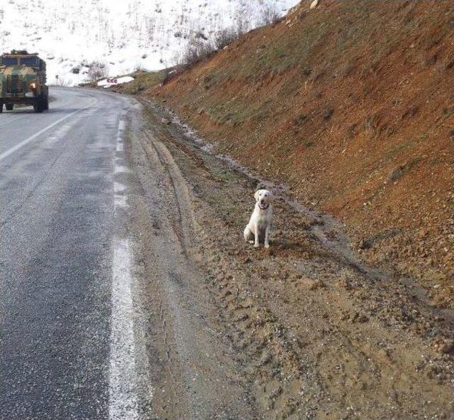 Bitlis’Te Yol Kenarına Gömülü 100 Kilo Patlayıcı Bulundu