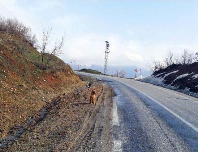 Bitlis’Te Yol Kenarına Gömülü 100 Kilo Patlayıcı Bulundu