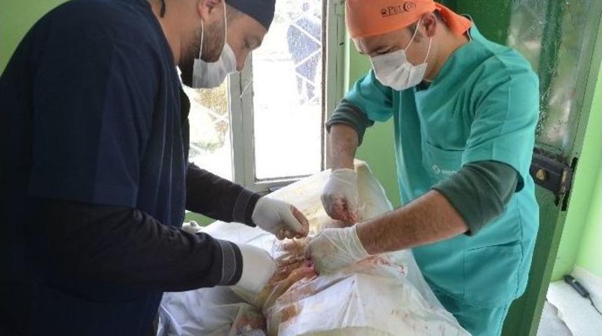 Ereğli&rsquo;deki Sokak Hayvanları Kısırlaştırıyor