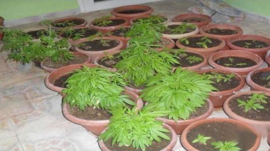 Uşak'ta Ka&ccedil;ak &Uuml;r&uuml;n Ve Esrar Ele Ge&ccedil;irildi