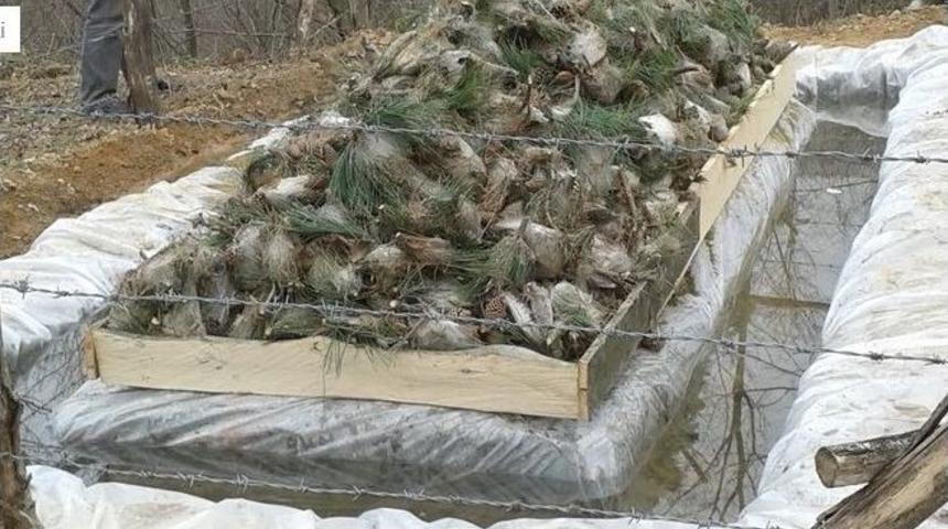 D&uuml;zce&rsquo;de &Ccedil;am Kese B&ouml;ceği İle M&uuml;cadele