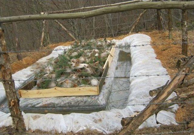 D&uuml;zce&rsquo;de &Ccedil;am Kese B&ouml;ceği İle M&uuml;cadele 1