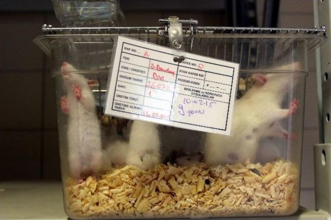 (&ouml;zel Haber) Deney Hayvanları Burada Yetiştirilip Araştırılıyor