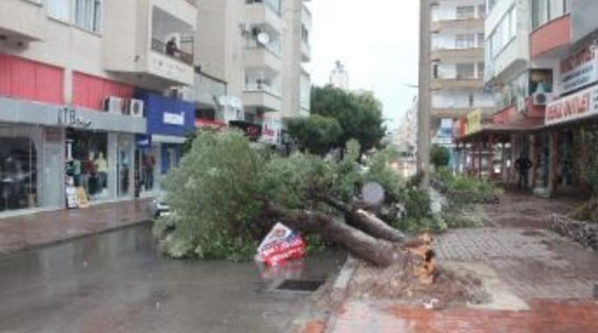 Fırtına, Cadde &Uuml;zerindeki Ağacı K&ouml;k&uuml;nden S&ouml;kt&uuml;