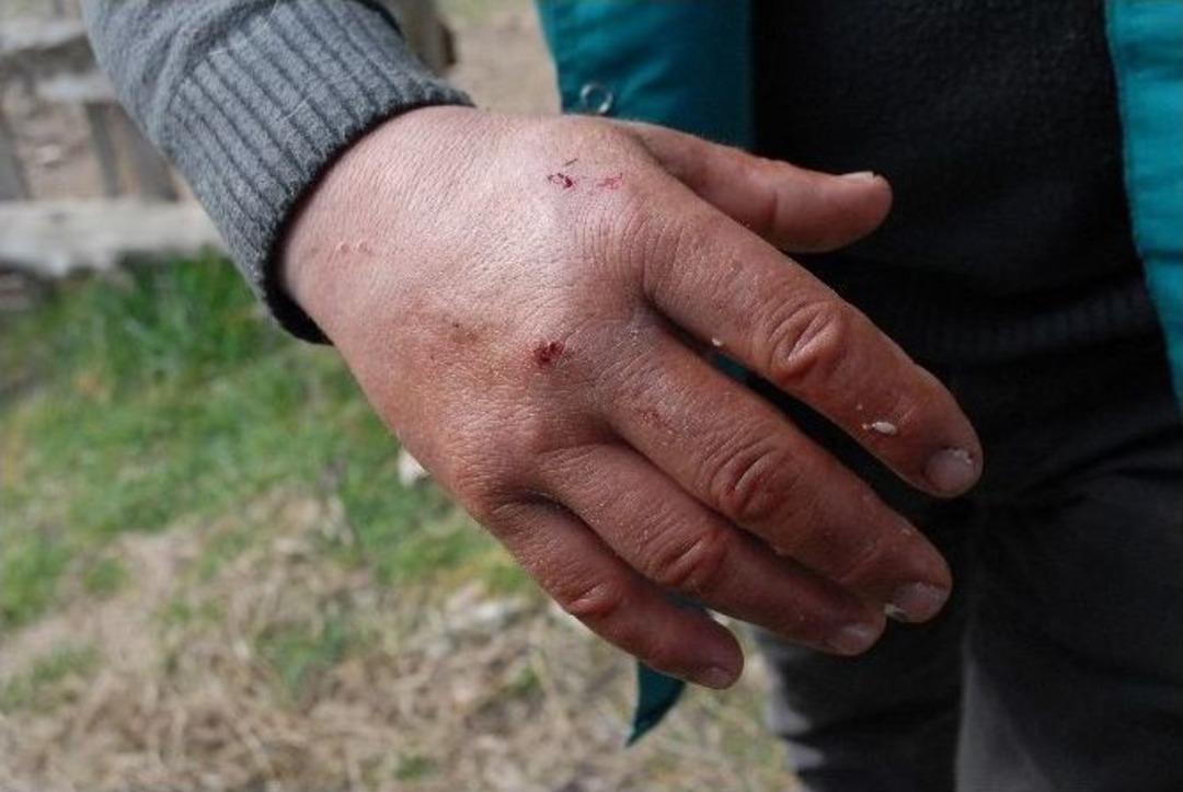 Evcilleşen Kurtlar, Doğaya Salınmayacak