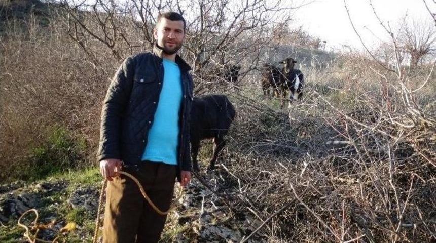 Afad&rsquo;dan Ke&ccedil;i Kurtarma Operasyonu