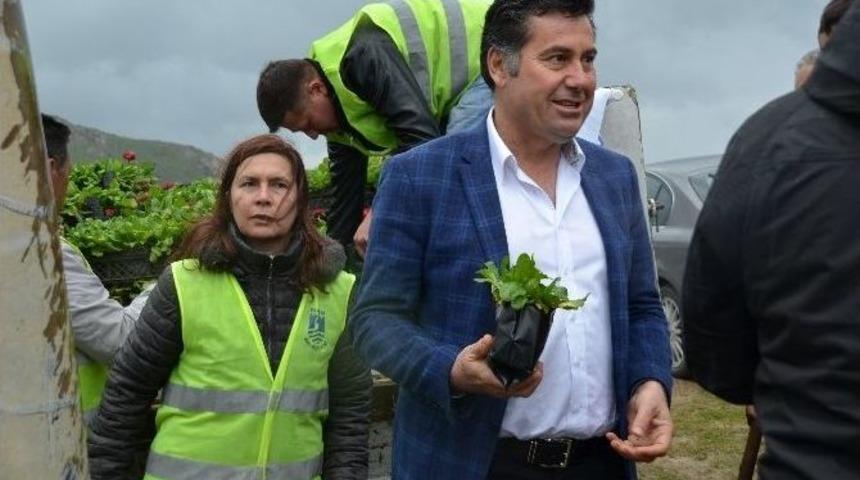 &ldquo;daha Yeşil Bir Bodrum İ&ccedil;in&rdquo; Fidanlar Toprakla Buluştu