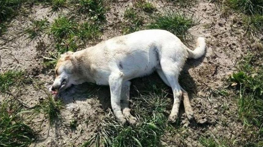 Urla&rsquo;da Kedi Ve K&ouml;pek Katliamı