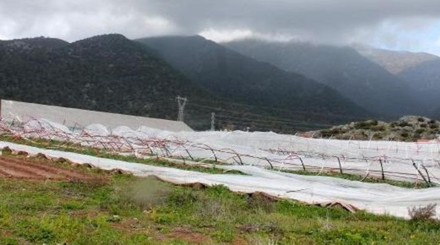 Şiddetli R&uuml;zgar Ağacı Devirdi (2)