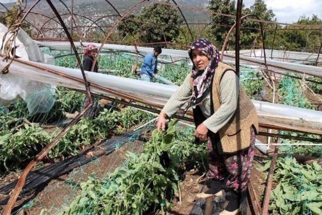 Şiddetli R&uuml;zgar Ağacı Devirdi (2) 1