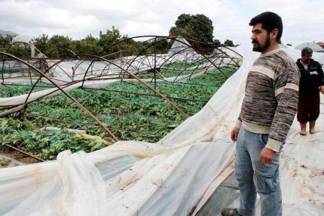 Şiddetli R&uuml;zgar Ağacı Devirdi (2) 3