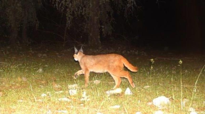 Babadağ'da Kurt Ve Karakulak G&ouml;r&uuml;nt&uuml;lendi