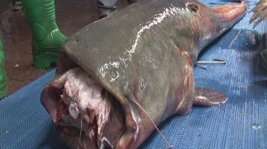 Balık&ccedil;ılar 2.5 Metrelik Yayın Balığı Yakaladı