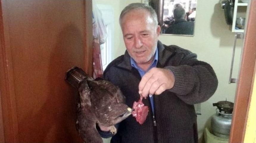 Yaralı Şahine Taksici Sahip &Ccedil;ıktı