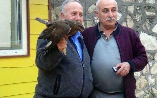 Yaralı Şahine Taksici Sahip &Ccedil;ıktı 1