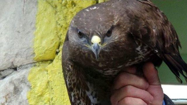 Yaralı Şahine Taksici Sahip &Ccedil;ıktı 2