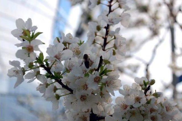 Prof.dr. Akbaba: İlkbaharla Birlikte Hasta Olmayın 1