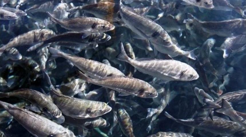 Su &Uuml;r&uuml;nlerinde Strateji Master Planı Hazırlanıyor