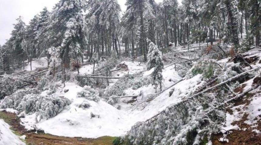 Kar Yağışı, Don Ve Fırtına, Manisa'da 66 Bin Ağaca Zarar Verdi