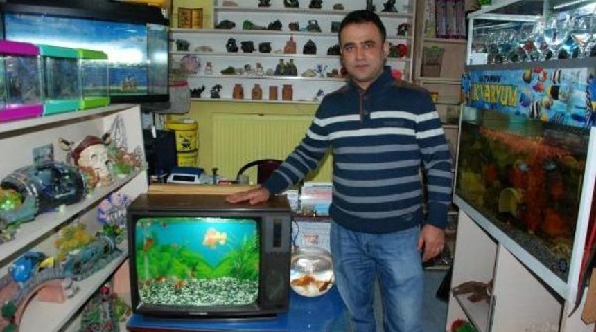 Televizyonu Akvaryum Yaptı