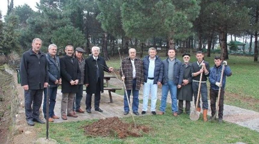 Şeyh Yunus Emre&rsquo;nin Etrafı Ihlamurla Sarıldı