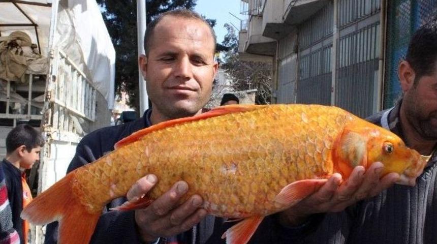 Atat&uuml;rk Barajında &lsquo;altın Balık&rsquo; Ağlara Takıldı