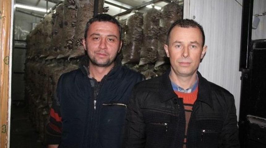 Sakarya&rsquo;da İki Arkadaş İstiridye T&uuml;r&uuml; Mantar &Uuml;retti
