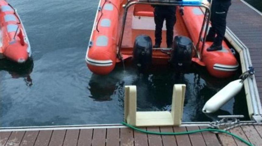 &Ouml;l&uuml; Yunus Kıyıya Vurdu