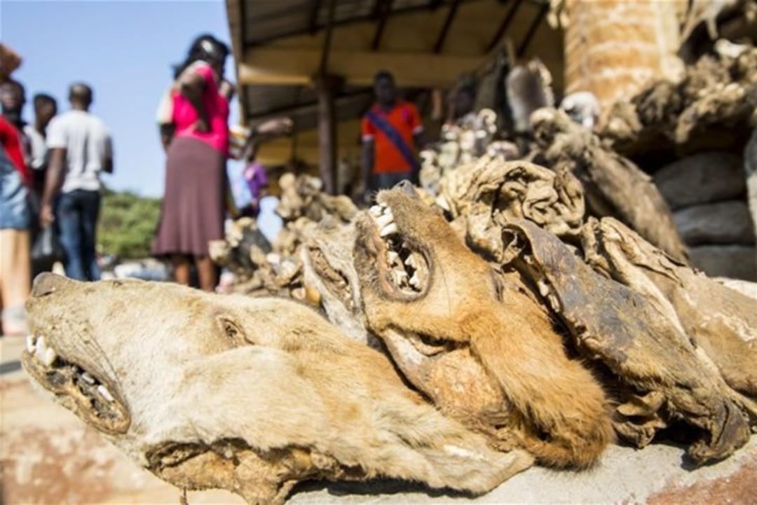 D&uuml;nyanın en korkun&ccedil; pazarı 