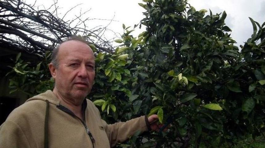 Didim’de Budamalar Sürüyor