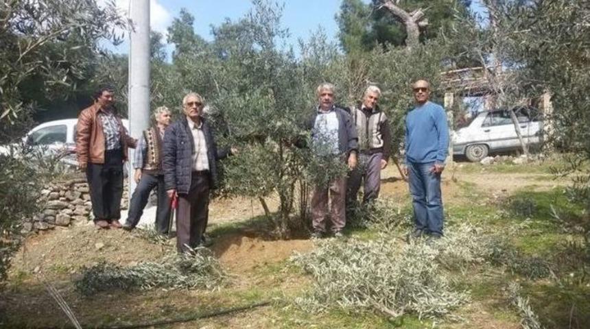 Dalaman’da Bahçede Zeytin Budama Dersi