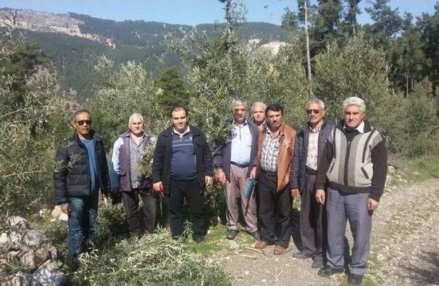 Dalaman’da Bahçede Zeytin Budama Dersi