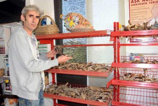 Doğadan Topluyor, Sanata D&ouml;n&uuml;şt&uuml;r&uuml;yor 1