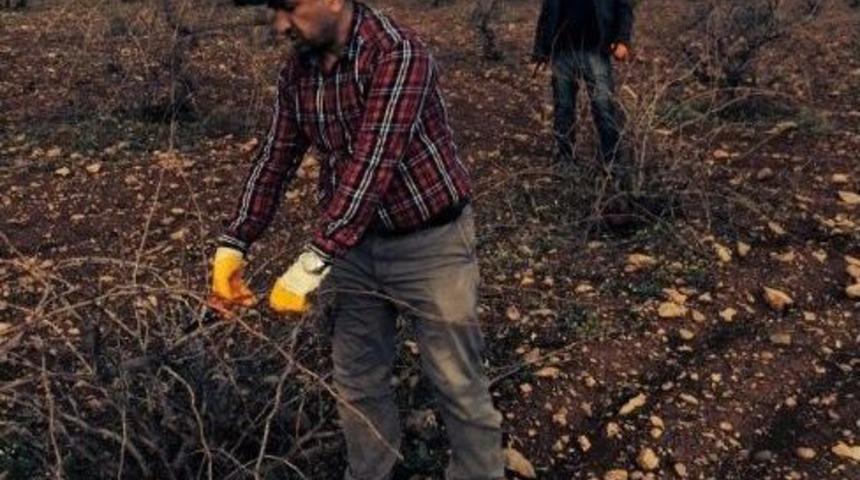 Batman&rsquo;da Bağ Budama D&ouml;nemi Başladı