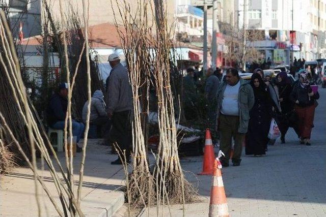 Kırşehir Pazarında Fideler Satılmaya Başlandı