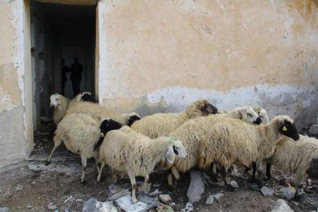 Sağlık Evlerinin Ahır Olarak Kullanılmasına Muhtarlar Tepkili