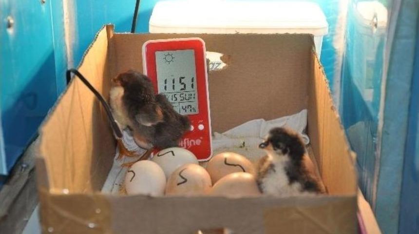 Tavuklarına Kızıp Kulu&ccedil;ka Makinesi Yapan Vatandaş İlk Civcivlerini Aldı