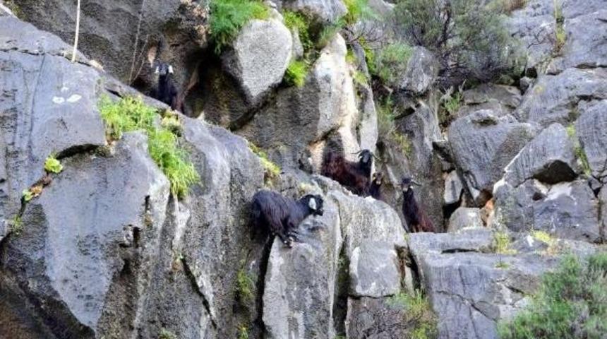 Akut'tan Ke&ccedil;i Kurtarma Operasyonu