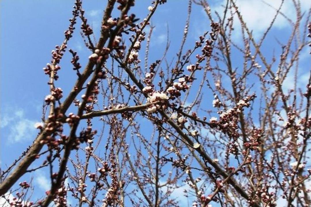Iğdır&rsquo;da Kayısı Ağa&ccedil;ları &Ccedil;i&ccedil;ek A&ccedil;tı