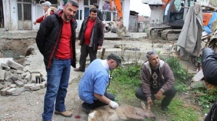 K&ouml;pekler Yavru Karacaya Saldırdı